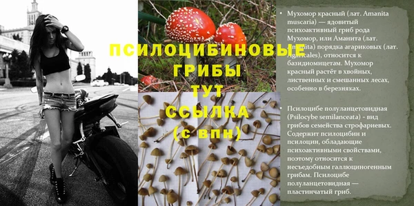 прущие грибы Алзамай